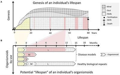 An Individual Patient's “Body” on Chips—How Organismoid Theory Can Translate Into Your Personal Precision Therapy Approach